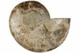 9.7" Choffaticeras ("Daisy Flower") Ammonite Half - Madagascar - #199242-2
